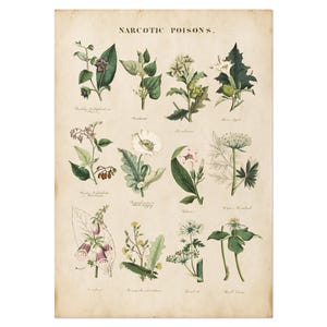 Carte botanique vintage des poisons narcotiques