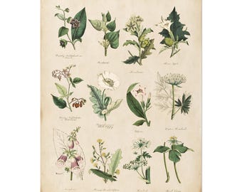 Tabella botanica d'epoca dei veleni narcotici