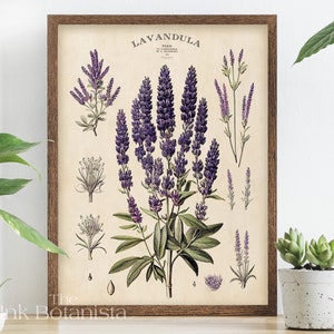 Vintage Lavendel Poster, Kräuter Poster, Kräuter Poster, Kräuter Poster, Küchen Wandkunst, Lavendel Arten Chart, antikes französisches Pflanzen Poster