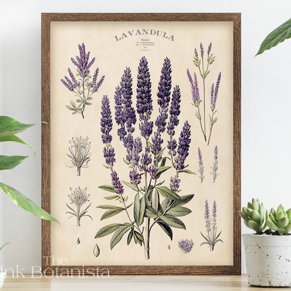 Vintage lavender print, herbs poster, botanical poster, kitchen wall art, lavender types chart, antique style french plants print