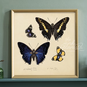 Cuadrado de impresión de mariposa vintage, rectángulo de impresión botánica, cartel de mariposa azul, impresión de insectos antiguos, decoración de la sala de estar, arte de la pared de la naturaleza