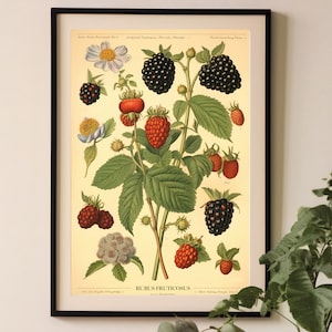 impression de mûre vintage, impression botanique de cuisine, affiche de graphique de fruits, décor rustique, impression de graphique de plante