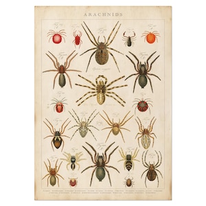 Cuadro de arácnidos antiguos: póster de arañas antiguas