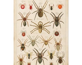 Vintage Arachnids Chart – Antique Spider Poster