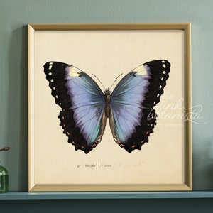 Cuadrado de impresión de mariposa vintage, rectángulo de impresión botánica, cartel de mariposa azul, impresión de insectos antiguos, decoración de la sala de estar, arte de la pared de la naturaleza