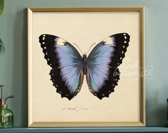 Vintage Butterfly Print: Antique Insect Botanical Wall Art