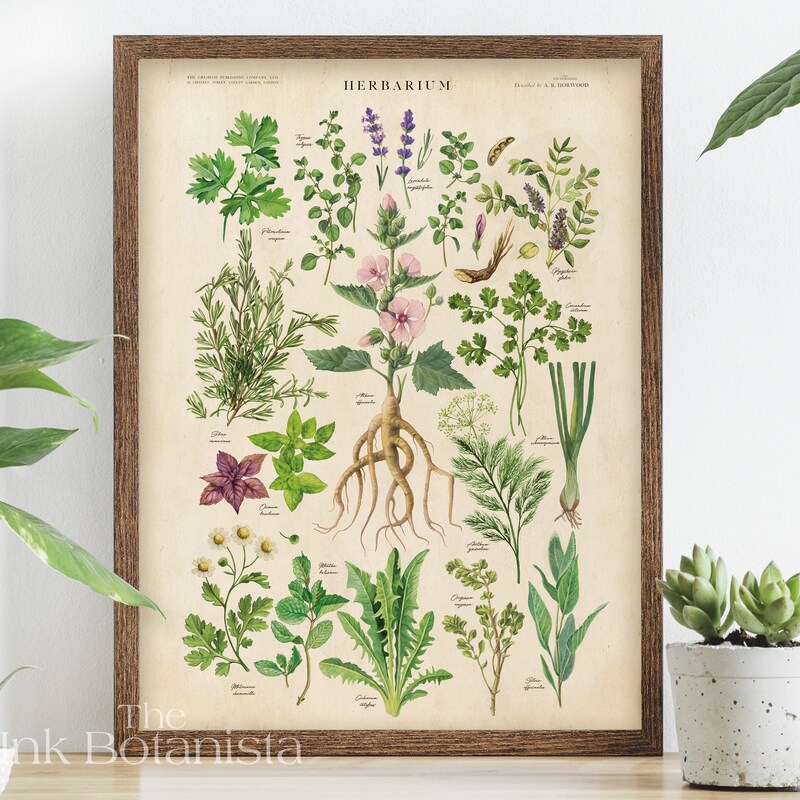 botanical herb prints set of 4 unframed botanical herb... Herb Print - Etsy