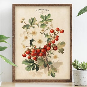 Vintage Weißdorn Print, Vintage botanisches Poster, Weißdorn Chart, Küche Wanddekor, Obstbaum Print, Cottage Dekor, traditionelle Küche