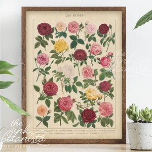 Vintage botanische rozen print keuken kunst aan de muur, vintage rozen poster grafiek, Valentijnsdag geschenk, rozen kunst aan de muur, Franse illustratie