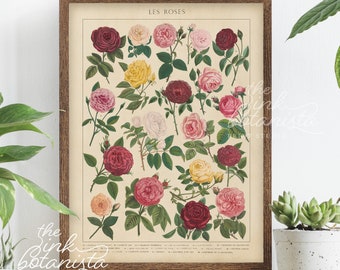 Vintage Botanical Roses Print: French Illustration Wall Art