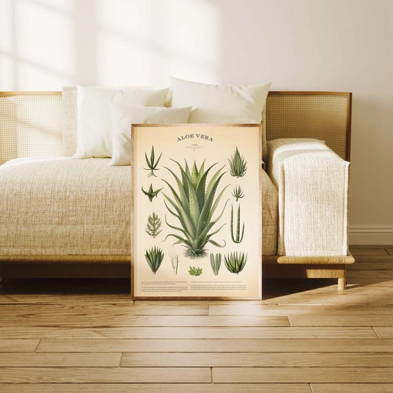 Vintage Aloe Vera Druck, Botanisches Pflanzenplakat - Etsy.de