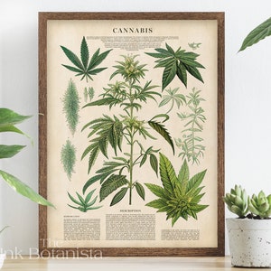 Hanf Pflanzen Poster, Hanf Pflanzen Poster, Hanf Pflanzen Poster, Hanf Pflanzen Poster, Hanf Pflanzen Poster, Hanf Pflanzen Poster