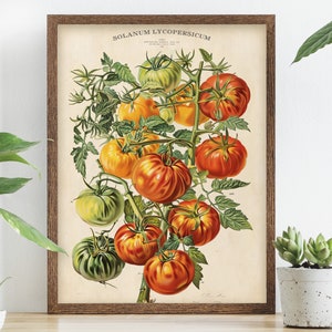 Vintage tomato print, vegetable poster, botanical red tomato poster, kitchen wall art