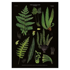 Vintage Illustrations Poster mit Farnen von Farnen