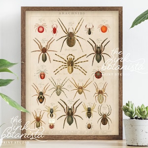 Vintage spiders print, insects poster, botanical poster, study wall art, spider types chart, antique style spider print, arachnids poster