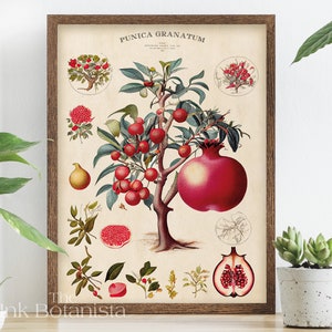 Granatapfelbaum Poster, Granatapfelbaum Poster, Obst Poster, Küchen Wandkunst, Granatapfel Arten Grafik, Antik Stil Obst rot Poster