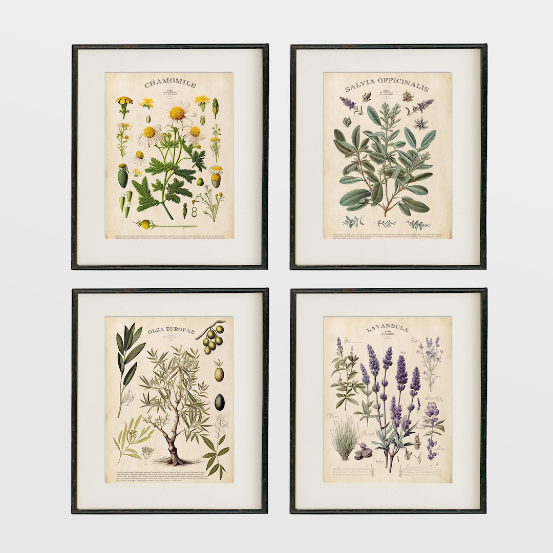 Vintage Kitchen Herb Prints: Botanical Art, Set of Four - Etsy