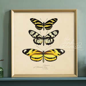 Cuadrado de impresión de mariposa vintage, rectángulo de impresión botánica, cartel de mariposa amarilla, impresión de insectos antiguos, decoración de la sala de estar, arte de la pared de la naturaleza