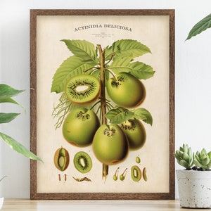 Vintage Kiwi Poster, Kiwi Poster, botanisches Poster, Küchen Wandkunst, Kiwi-Arten-Diagramm, Antiker Stil Obst grün Druck