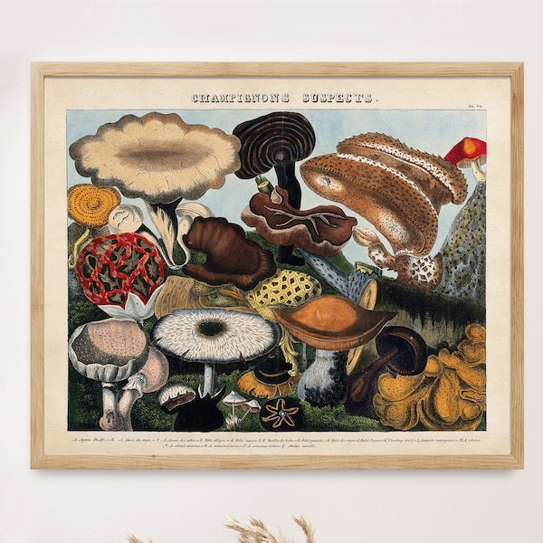 Vintage mushroom chart print, fungi types poster, french book plate, mushroom illustration, botanical wall art decor, vintage home style