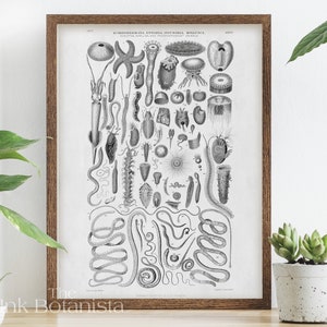 Pôster vintage da vida marinha, impressão de gráfico de placa botânica, arte de parede de coral azul, placa de livro de estilo antigo, impressão de estrela do mar, preto branco, pôster do mar