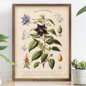 Vintage Tollkirsche Poster, Giftpflanzen Poster, Giftpflanzen Poster, Nachtschatten Poster, Giftpflanzen Poster