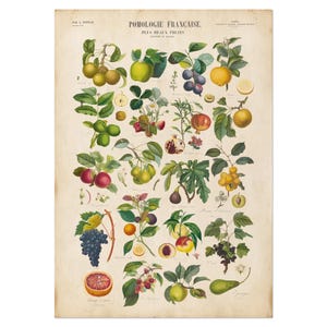 fruits français vintage, fruits imprimés cuisine, affiche botanique, art mural cuisine