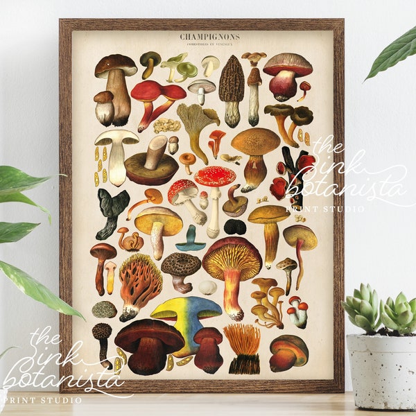 impression de tableau de champignons de style vintage, affiche de champignons de style antique, affiche de types de champignons, impression de champignons, tableau de champignons, décor de champignons