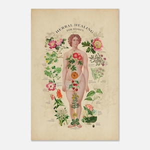 Póster vintage de hierbas medicinales para mujeres.