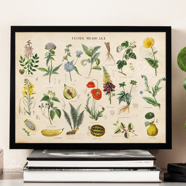 Medicinal plants print, herbs chart poster, medical plant types print, horizontal landscape print, kitchen poster, homeopathy print