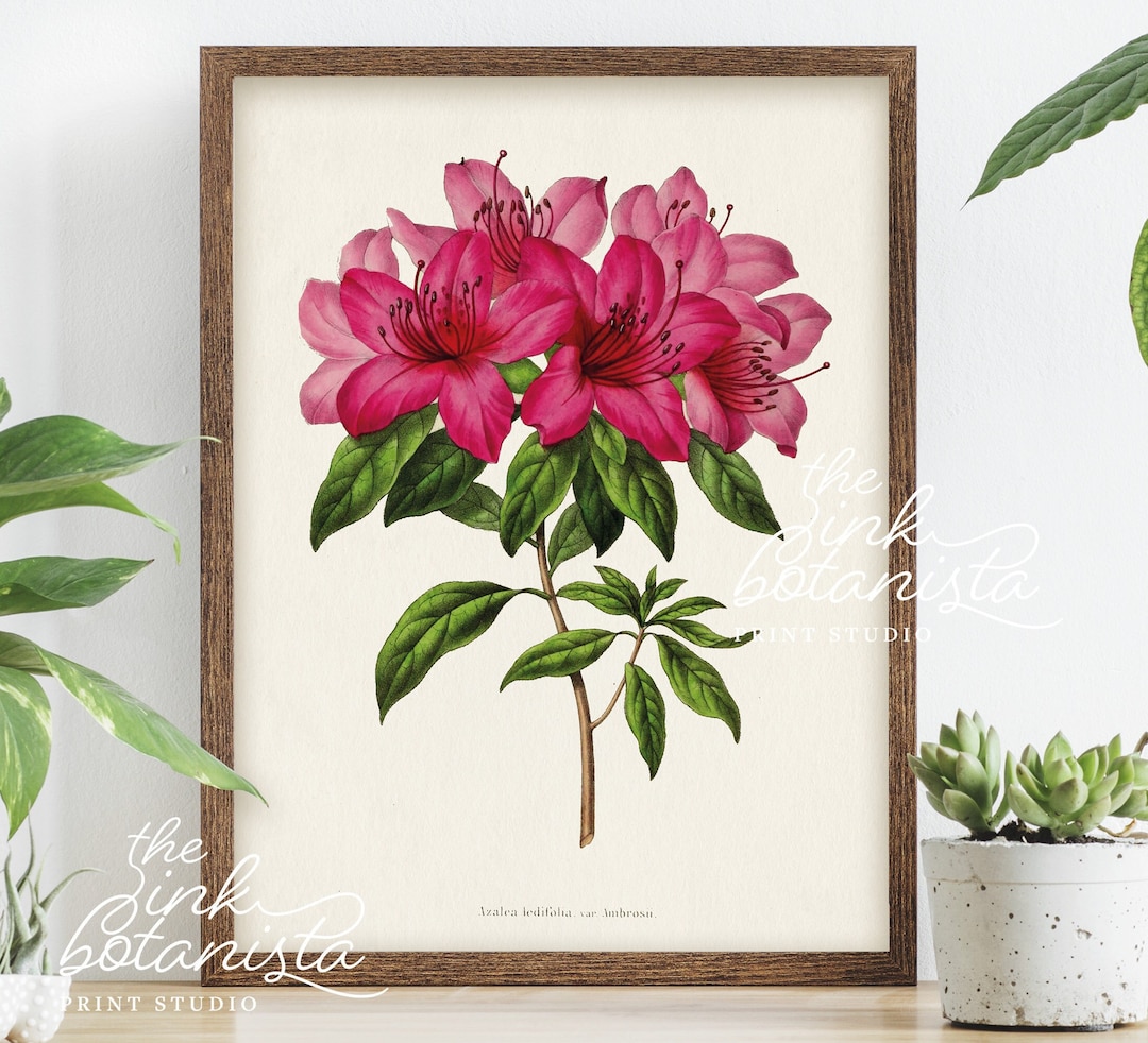 Pink Azalea Botanical Print: Vintage Style Flower Wall Art - Etsy
