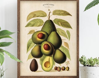 Vintage avocado fruit print, avocado poster, botanical poster, kitchen wall art, avocado types chart, antique style fruit green print