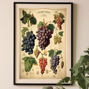Vintage Trauben Print, Weinkarte Poster, botanisches Buch Teller Dekor, Küche Wandkunst, Weinkeller Dekor, alte botanische Karte