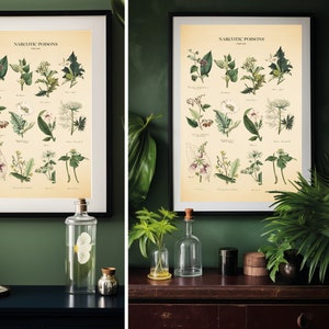 May include: Two framed botanical prints with the title "Narcotic Poisons" in a vintage style. The prints feature illustrations of various plants with their scientific names.