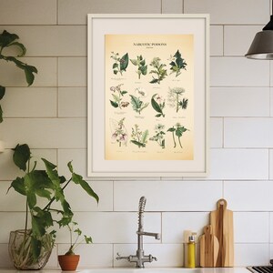 Vintage Poisonous Plants Botanical Chart Print image 5