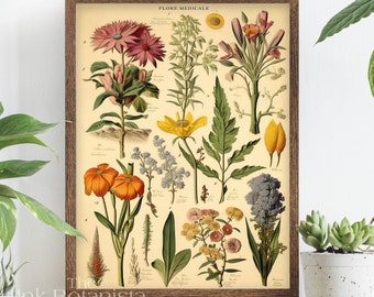 Vintage Medicinal Plant Art Print: Botanical Herb Chart Poster