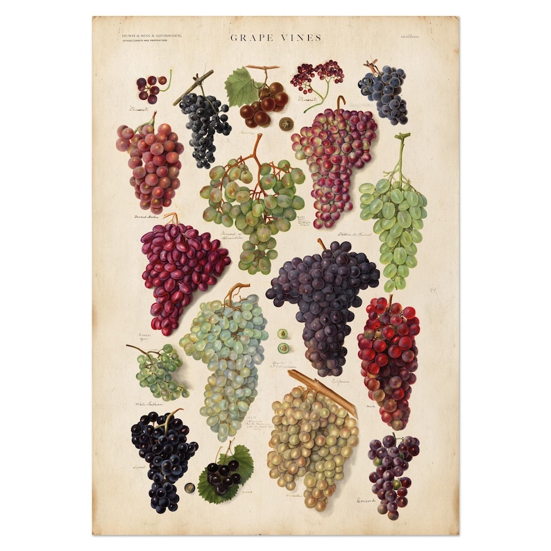 Grape Ripeness Chart Vintage Grape Vines Chart – Botanical Wall Art - Etsy