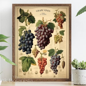 Vintage grape types chart, grape vines print, wine making gift, winery decor, kitchen wall art, restaurant decor, wine print, reproduction
