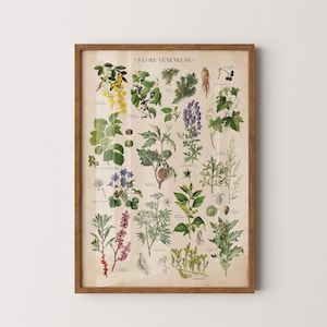 Vintage giftige planten print, giftige planten poster, botanische poster, keuken muurkunst, plantensoorten grafiek, antieke stijl Franse print