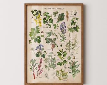 Vintage Poisonous Plants Poster: Antique Botanical Print