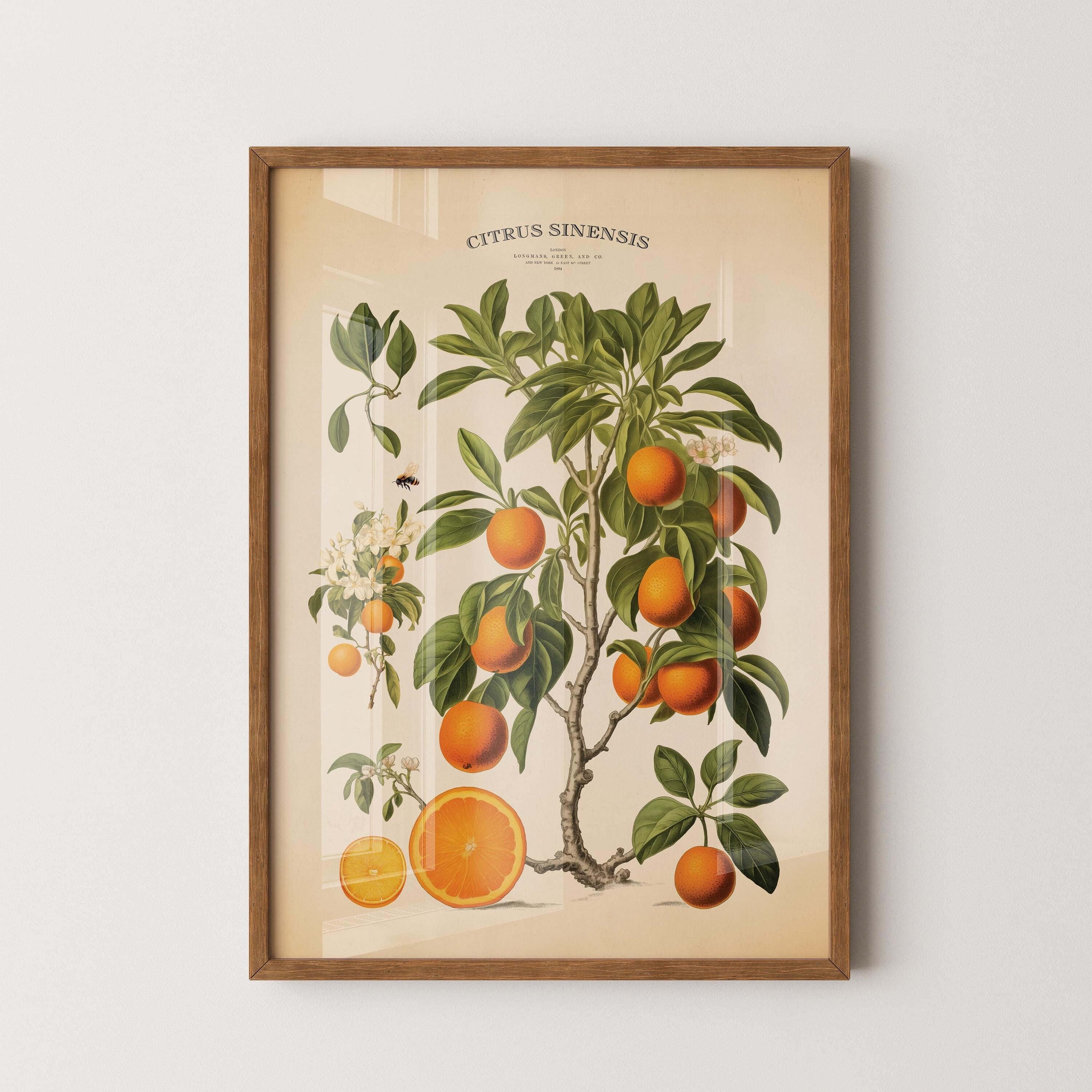 Orange Vintage Print, Florida Orange Tree Botanical Chart, Antique Citrus Wall Art, Farmhouse Kitchen Decor