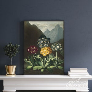 Flowers botanical print poster, vintage style wall art, antique botanical print, botanical illustration, primula print, living room decor