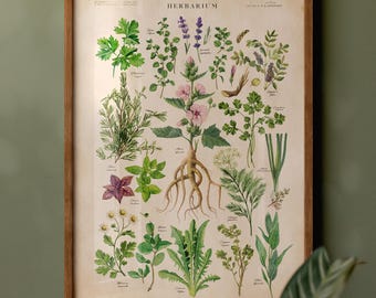 Vintage herb types print, kitchen decor featuring healing plant chart