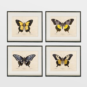 Conjunto de estampados de mariposas, estampado de mariposas vintage, carteles amarillos y azules, gráfico de insectos antiguo