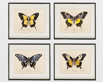 Set of Butterfly Prints, Vintage Butterfly Print, Yellow and Blue Posters, Old Insect Chart