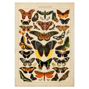 Póster de mariposas vintage, impresión de gráfico de placa botánica, arte de pared de mariposas, placa de libro de estilo antiguo, impresión inspirada en Adolphe Millot