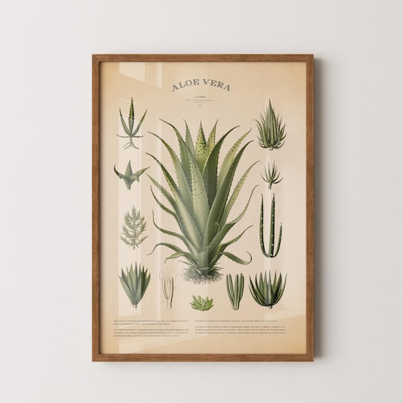 aloe vera piće Aloe perryi 10 Pieces Seeds – exotic-gardenkingdom.com main image 0