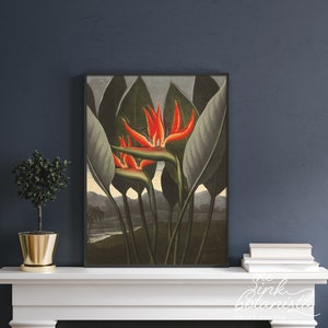 Mantel decor botanical print poster, vintage style wall art, antique botanical print, botanical illustration, flower print, living room