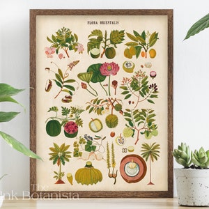 Flora orientalis print, vintage oriental plant chart poster, botanical wall art