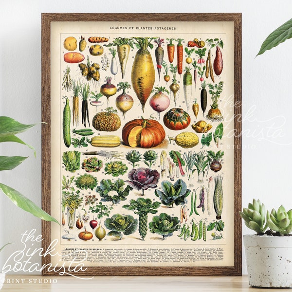 Vintage vegetables print, adolphe millot vegetables, botanical poster, kitchen wall art, vegetable types chart, antique style french print